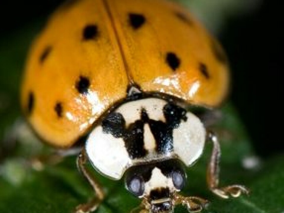 The ‘monster ladybird’ is a high-risk invasive species. (Photo: Arnstein Staverløkk)