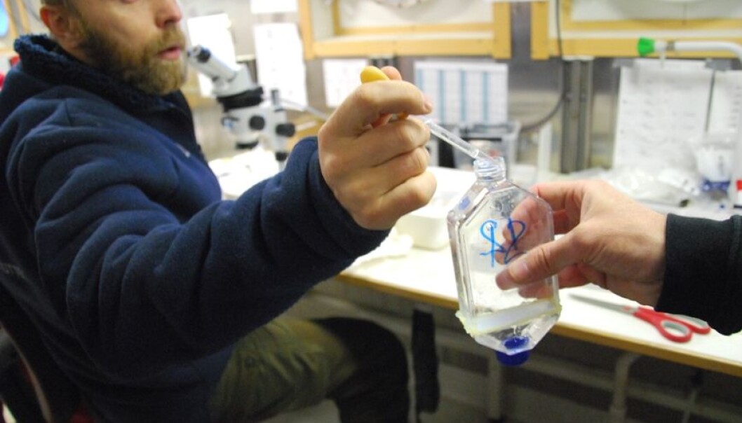 Got it! Lars Naustvoll places a copepod, more specifically a Calanus finmarchicus, in a bottle. This will be its new home the next 24 hours, where it will hopefully release plenty of eggs. (Photo: Hanne Østli Jakobsen) Got it! Lars Naustvoll places a copepod, more specifically a Calanus finmarchicus, in a bottle. This will be its new home the next 24 hours, where it will hopefully release plenty of eggs. (Photo: Hanne Østli Jakobsen)