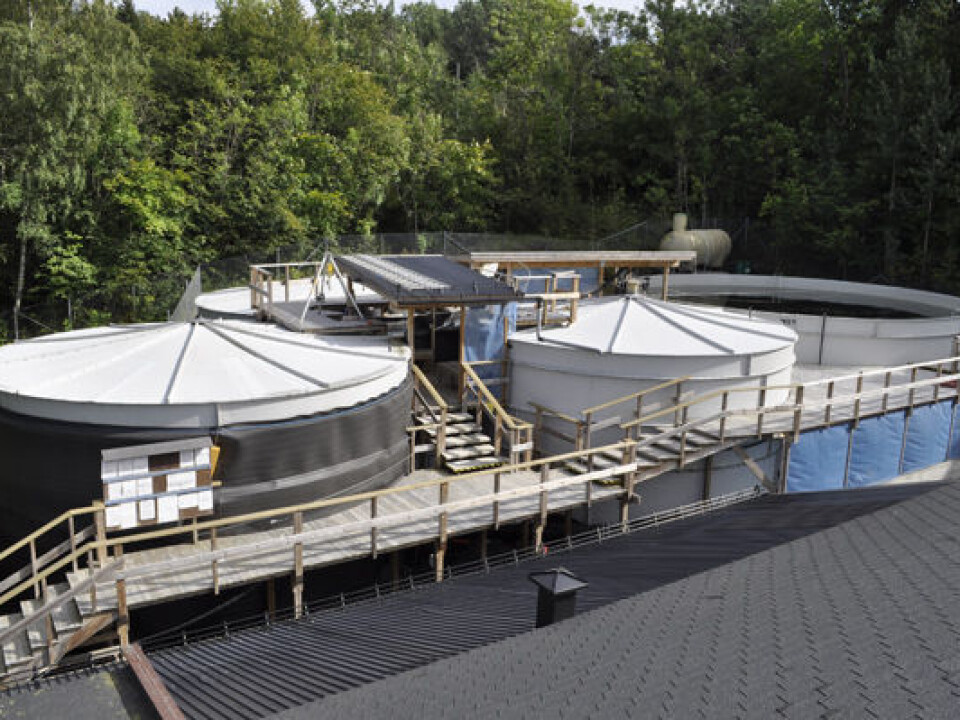 Seawater is mixed with marine organisms in large tanks in the test facilities at Solbergstrand in Drøbak Sound before the water is pumped through the treatment equipment undergoing tests. To be certified, equipment has to kill test organisms efficiently without releasing toxic compounds into aquatic environments. (Photo: Joachim Tørum Johansen, NIVA)