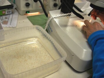 A container full of copepods is ready for sorting. With practiced manoeuvres and the help of a microscope, scientists pick out adult females for use in spawning experiments. (Photo: Hanne Østli Jakobsen) A container full of copepods is ready for sorting. With practiced manoeuvres and the help of a microscope, scientists pick out adult females for use in spawning experiments. (Photo: Hanne Østli Jakobsen)
