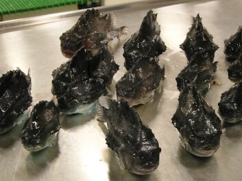 The lumpfish has a suction cup on its belly, making these easy to arrange for a photo shoot. They were returned to the ocean, alive, after yielding their vital statistics. (Photo: Hanne Østli Jakobsen) The lumpfish has a suction cup on its belly, making these easy to arrange for a photo shoot. They were returned to the ocean, alive, after yielding their vital statistics. (Photo: Hanne Østli Jakobsen)