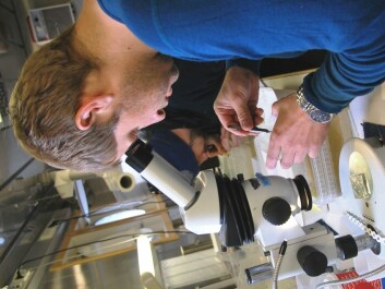 Espen Strand and his colleagues in the zooplankton laboratory will have plenty of samples to fiddle with in their petri dishes over the next three weeks. (Photo: Hanne Østli Jakobsen)