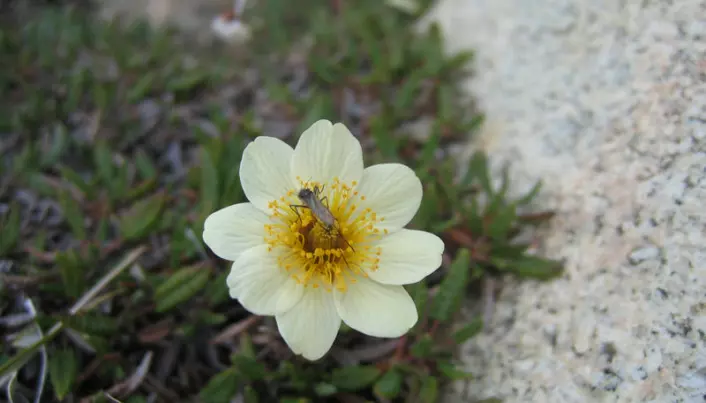 Climate change eats up Arctic insect life