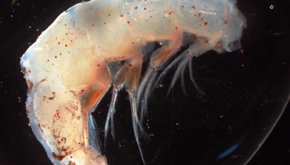 The sea is full of amphipods and the largest can be 30 centimetres in length. This individual was small, like the others found on this voyage, and had to be photographed in a microscope. (Photo: Hanne Østli Jakobsen)