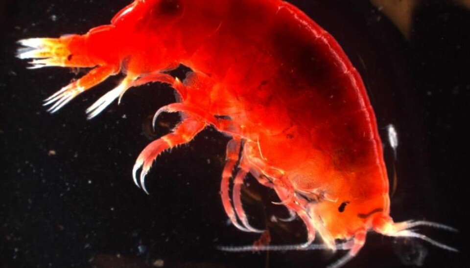 This little amphipod also hides itself in what may seem like an unlikely camouflage suit of red. This particular individual was tough and continued to wriggle long after being hauled aboard. (Photo: Hanne Østli Jakobsen)