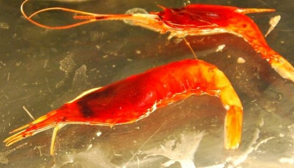 Shrimps and other creatures that live in deeper ocean waters are often red. It’s a strong signal colour up in our world on shore but red light doesn’t travel as far as other colours underwater.  A red animal absorbs the other colours of the spectrum and thus appears black down in the depths.  (Photo: Hanne Østli Jakobsen)