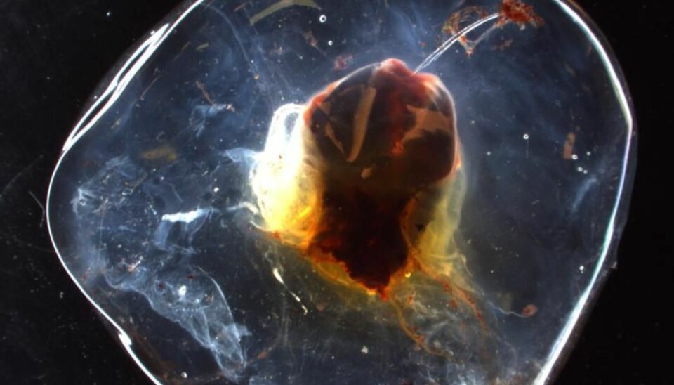 A tiny jellyfish resembles a distant nebula photographed by the Hubble telescope. With no jellyfish experts around, it was returned to the sea without being classified. (Photo: Hanne Østli Jakobsen)