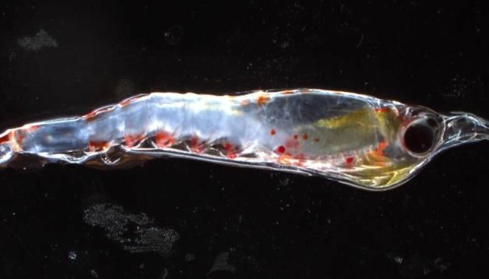 It is hard to determine the species of krill from photos, as the distinctions between them are often minute and require a hands-on investigation. But this is probably a Thysanopoda. (Photo: Hanne Østli Jakobsen)