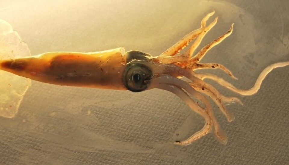 Small squids are brought aboard in the trawl net. This particular one was a little larger than the others, about 15 cm from the tail to the end of the shorter tentacles. It was tossed back into the sea. (Photo: Hanne Østli Jakobsen)