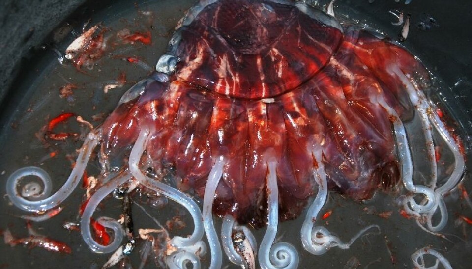 The crown jellyfish, Periphylla periphylla, is much larger than the Atolla jellyfish and massed of them were hauled aboard. Some of the scientists get lightly stung, while others don’t notice a thing. Your reporter didn’t dare test the power of the tentacles herself. (Photo: Hanne Østli Jakobsen)