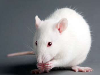 Our brains may not be mouse-sized, but our brains share similarities with mouse brains. (Foto: Colourbox) Our brains may not be mouse-sized, but our brains share similarities with mouse brains. (Foto: Colourbox)