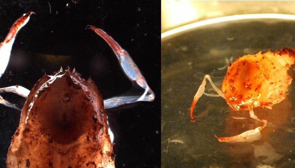 The exact identity of this little crustacean was uncertain when it was brought aboard. Now it’s been preserved in alcohol for identification in a lab in Bergen. (Photo: Hanne Østli Jakobsen)
