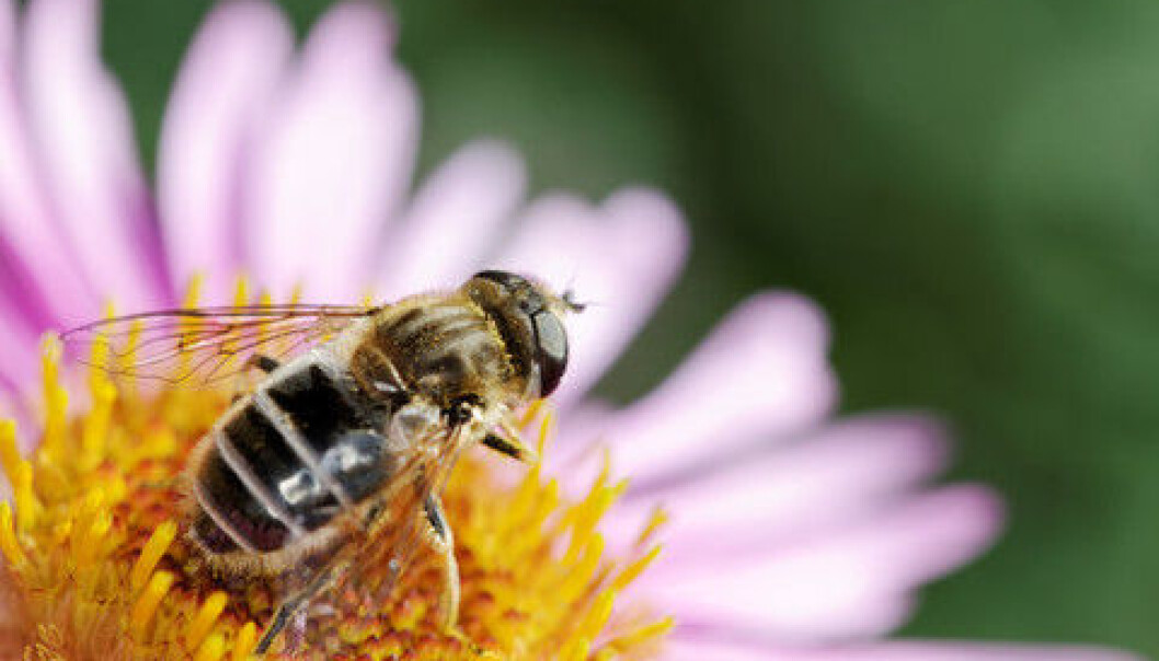 There is a complex interaction between plants and insects. (Photo: Colourbox) There is a complex interaction between plants and insects. (Photo: Colourbox)