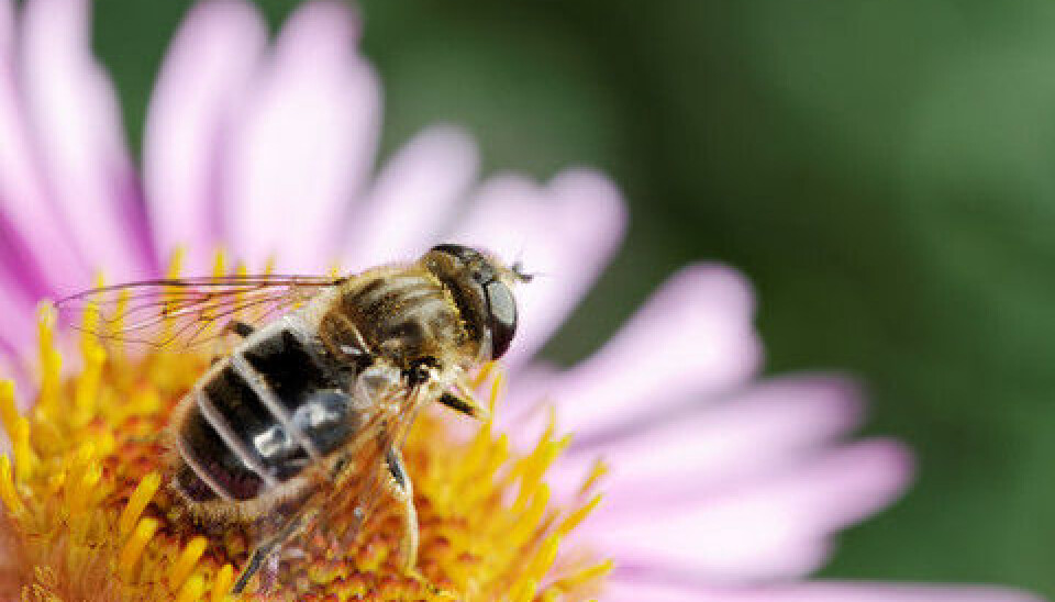 There is a complex interaction between plants and insects. (Photo: Colourbox)