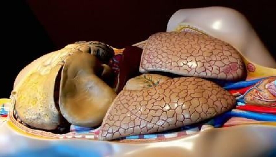 You see the dark red liver below the lungs. (Photo: Morguefile)