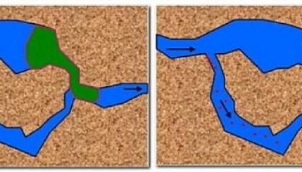 Left: The density gradient between particles and water slows the particles’ movement through the winding passages within the rock. The particles accumulate and consolidate at bottleneck points to block the rock pores. The pressure builds in adjacent pores, forcing out the oil (shown in green). Right: Once the oil is freed, the surrounding pressure drops. The blockages gradually dissolve and the polymer particles commence flowing with the water. (Illustration: CIPR)