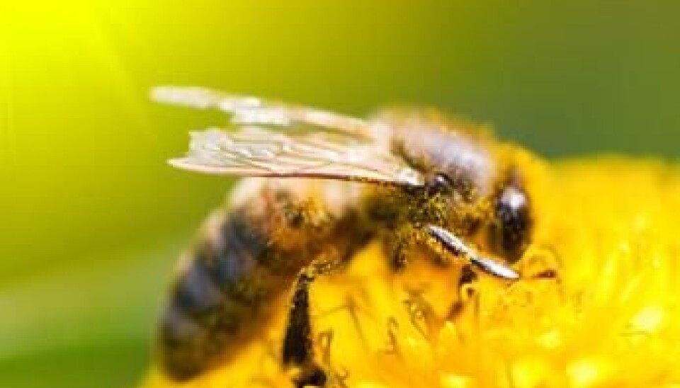 1180 alien species in Norway are assesed for impacts on the environment. (Photo: Colourbox)