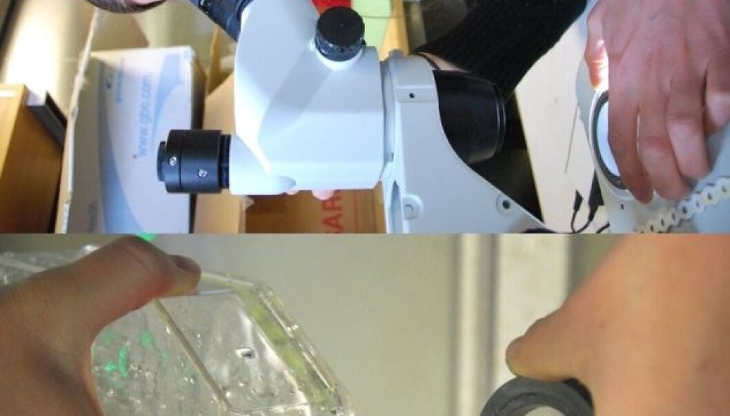 Filtration and counting through the microscope requires complete focus. The results of Mette D. Agersted (above) and her colleagues’ work can help estimate the service performed by the copepod Calanus finmarchicus in removing carbon dioxide from the atmosphere. (Photo: Hanne Østli Jakobsen) Filtration and counting through the microscope requires complete focus. The results of Mette D. Agersted (above) and her colleagues’ work can help estimate the service performed by the copepod Calanus finmarchicus in removing carbon dioxide from the atmosphere. (Photo: Hanne Østli Jakobsen)