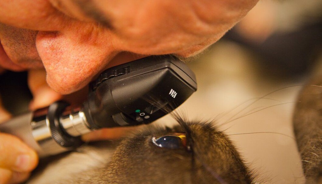 Project manager Glen Jeffery from University College London using an opthalmoscope to examine the eye of a reindeer. (Photo: Andreas Palmén) Project manager Glen Jeffery from University College London using an opthalmoscope to examine the eye of a reindeer. (Photo: Andreas Palmén)