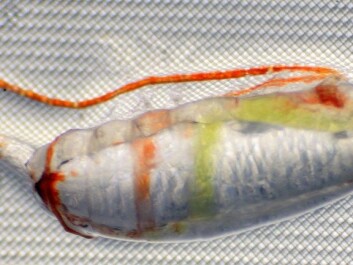 A close-up of a Calanus finmarchicus reveals its digestive tract, which spirals down its body. The white sausage inside the body is its oil sac, which is another characteristic being measured by Sigrun Jonasdottir in the ship’s lab. (Photo: Sigrun Jonasdottir) A close-up of a Calanus finmarchicus reveals its digestive tract, which spirals down its body. The white sausage inside the body is its oil sac, which is another characteristic being measured by Sigrun Jonasdottir in the ship’s lab. (Photo: Sigrun Jonasdottir)