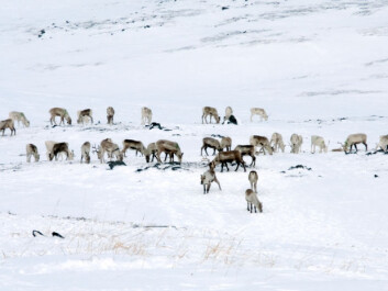 Reindeer grazing in Finnmark. (Photo: iStockphoto) Reindeer grazing in Finnmark. (Photo: iStockphoto)