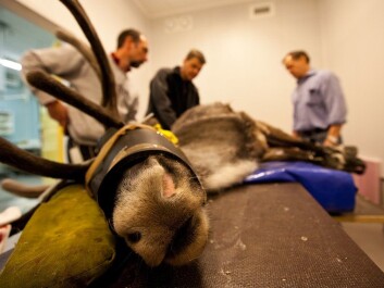 Hans Lian, Lars Folkow and Karl-Arne Stokkan (from left to right) with an anesthetized reindeer. (Photo: Andreas Palmén) Hans Lian, Lars Folkow and Karl-Arne Stokkan (from left to right) with an anesthetized reindeer. (Photo: Andreas Palmén)