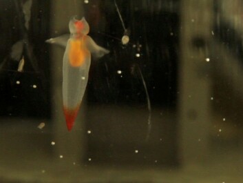Voyages have to have their share of fun. Scientists like to find particularly interesting sea creatures. This deep sea snail is now vacationing in the refrigerator of the Danish lab. (Photo: Frederik W. Teglhus) Voyages have to have their share of fun. Scientists like to find particularly interesting sea creatures. This deep sea snail is now vacationing in the refrigerator of the Danish lab. (Photo: Frederik W. Teglhus)