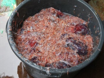 It looks like a slop bucket, but it represents a rich catch for scientists calibrating their bioacoustic measurements. This particular catch contains krill and quite a few jellyfish. (Photo: Hanne Østli Jakobsen) It looks like a slop bucket, but it represents a rich catch for scientists calibrating their bioacoustic measurements. This particular catch contains krill and quite a few jellyfish. (Photo: Hanne Østli Jakobsen)