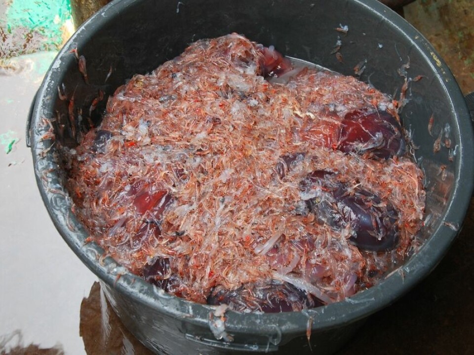 It looks like a slop bucket, but it represents a rich catch for scientists calibrating their bioacoustic measurements. This particular catch contains krill and quite a few jellyfish. (Photo: Hanne Østli Jakobsen)