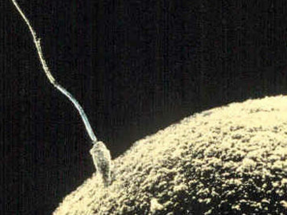 If a sperm cell can’t do this on its own there is a slightly increased risk that the child will be born with a mental disability, findings from a new study suggest. But researchers don't know yet whether this is due to the method itself or to other factors. (Photo: Wikimedia Creative Commons)