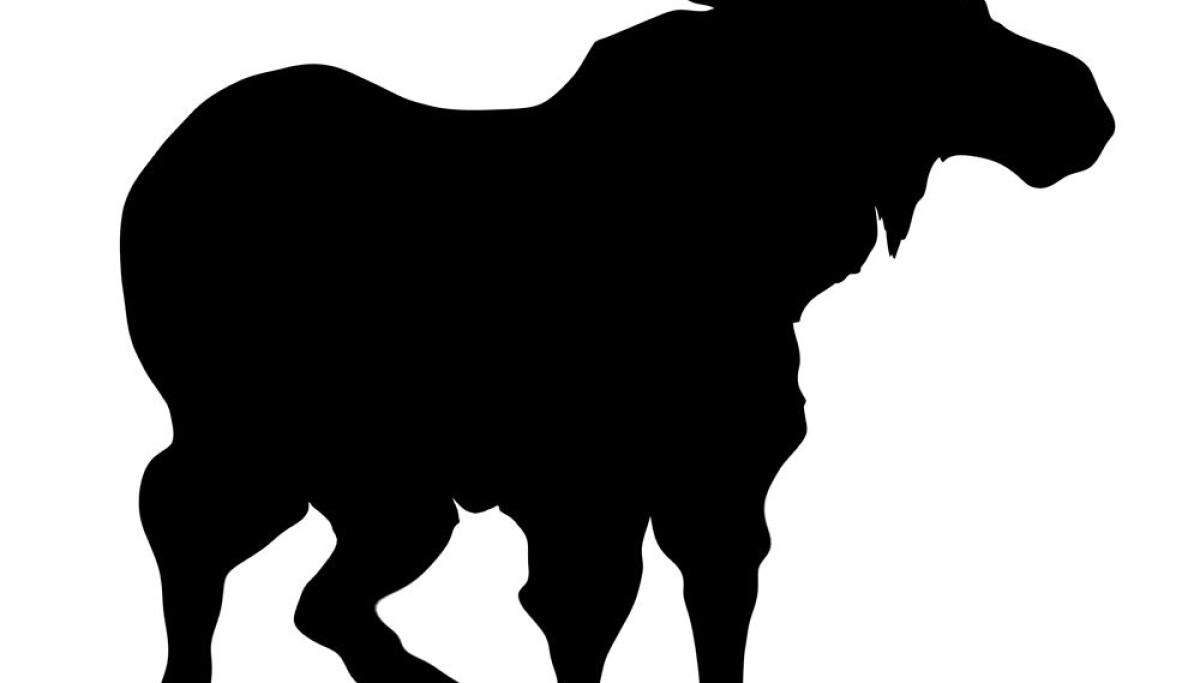 Can wild animals become overweight?