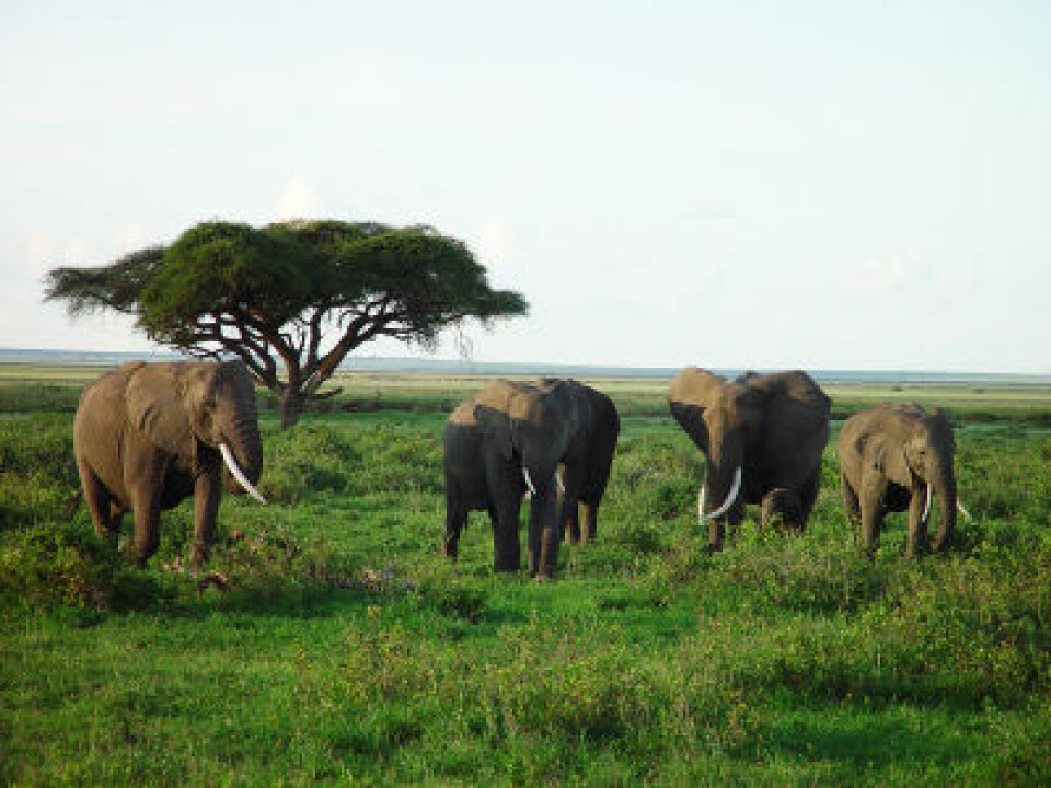 Elephants on the savannah in Kenya (Photo: iStockphoto)