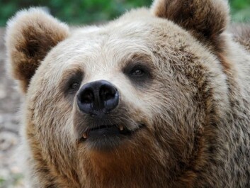 The bear burns surplus fat during winter (Photo: Colourbox) The bear burns surplus fat during winter (Photo: Colourbox)