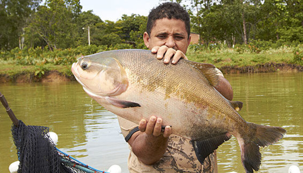 The fish tambaqui is one of the most appropriate species for farming in the Amazon. (Photo: Audun Iversen / Nofima) The fish tambaqui is one of the most appropriate species for farming in the Amazon. (Photo: Audun Iversen / Nofima)