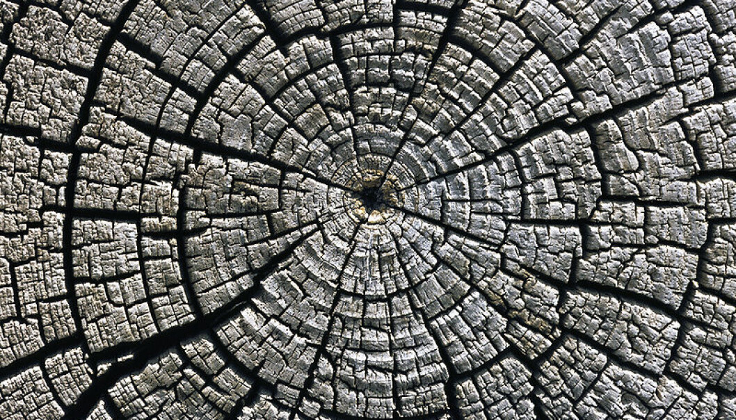 Tree-ring increments reveal to scientists the conditions trees grew in all the way back to when they were saplings. (Photo: Michael Gäbler/ Wikimedia Commons.) Tree-ring increments reveal to scientists the conditions trees grew in all the way back to when they were saplings. (Photo: Michael Gäbler/ Wikimedia Commons.)