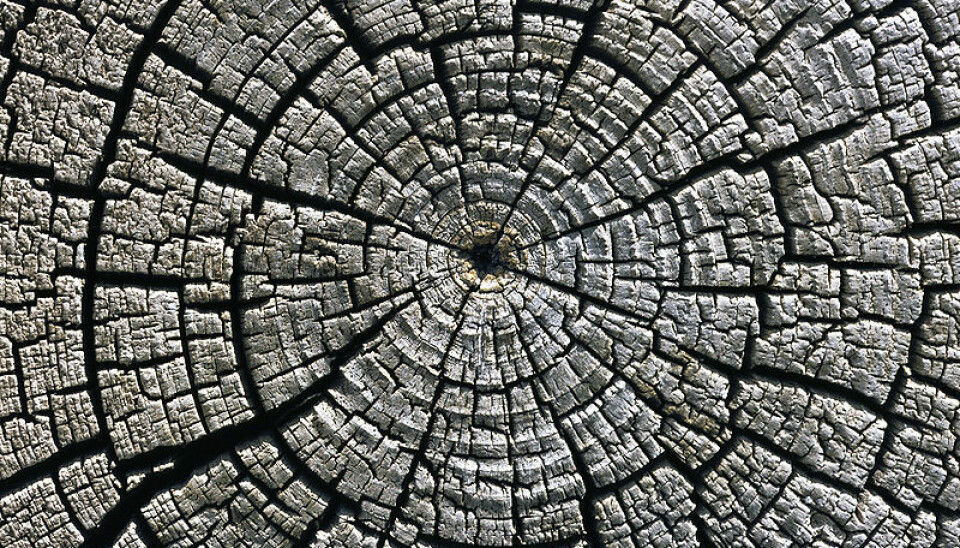 Tree-ring increments reveal to scientists the conditions trees grew in all the way back to when they were saplings.  (Photo: Michael Gäbler/ Wikimedia Commons.)