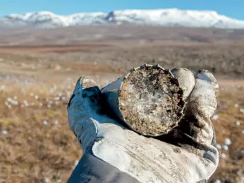 A core sample of permafrost with a large ice component, taken at Zackenberg, Greenland. (Photo: Bo Elberling, CENPERM, University of Copenhagen)