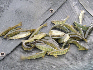 Juvenile salmon are released in lakes and watercourses to bolster dwindling stocks. (Photo: Anne Gro Vea Salvanes) Juvenile salmon are released in lakes and watercourses to bolster dwindling stocks. (Photo: Anne Gro Vea Salvanes)