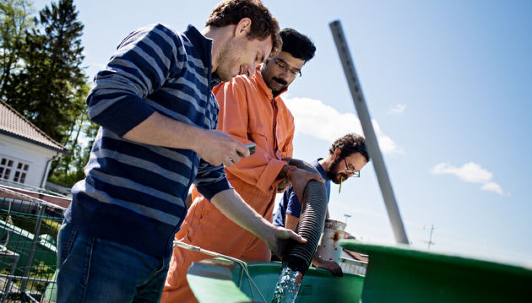In these tanks at Espegrend outside Bergen viruses, bacteria and plankton grow, eat each other and die, within three weeks. Postdoctoral fellows Antonio Pagarete, Rakhesh Madhusoodhanan and Paolo Simonelli fill the tanks with water from the outside bay. (Photo: Eivind Senneset) In these tanks at Espegrend outside Bergen viruses, bacteria and plankton grow, eat each other and die, within three weeks. Postdoctoral fellows Antonio Pagarete, Rakhesh Madhusoodhanan and Paolo Simonelli fill the tanks with water from the outside bay. (Photo: Eivind Senneset)