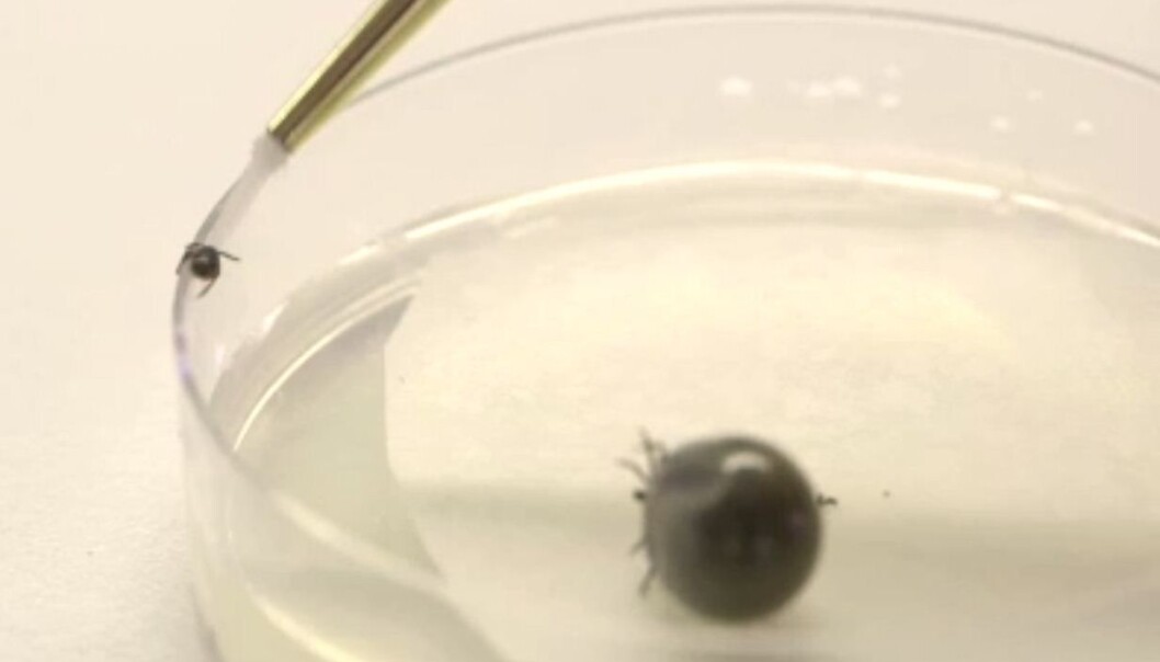 The small male tick and the big female tick in a petri dish. (Photo: NRK) The small male tick and the big female tick in a petri dish. (Photo: NRK)