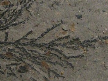 Scientists have found grains of pollen in this fossilised branch. (Photo: Prof. J. van Konijnenburg – van Cittert, University of Leiden, Netherlands) Scientists have found grains of pollen in this fossilised branch. (Photo: Prof. J. van Konijnenburg – van Cittert, University of Leiden, Netherlands)
