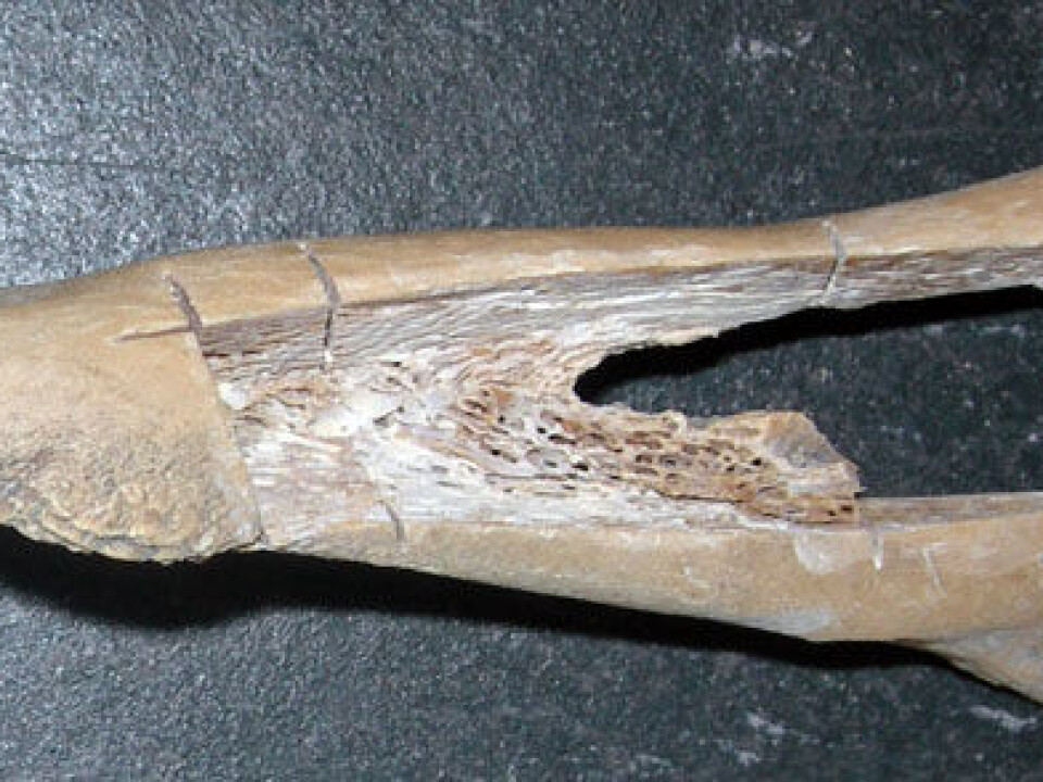 This cow bone from the Stone Age has been sampled to search for DNA, destroying unique material. (Photo: Hege Ingjerd Hollund)