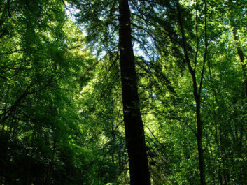 The Giant Redwood or Coastal Sequoia is a relative of the extinct coniferous species Cheirolepidaceae. (Photo: Wikimedia Commons) The Giant Redwood or Coastal Sequoia is a relative of the extinct coniferous species Cheirolepidaceae. (Photo: Wikimedia Commons)