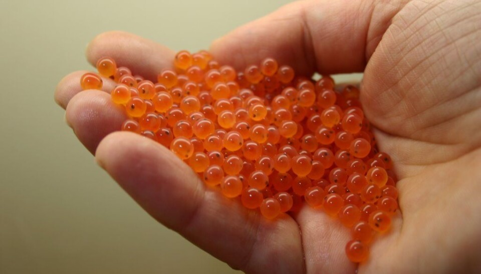 Now being put to sea in cages, the experimental salmon were pressure-treated during their egg stage to make them sterile. (Photo: AquaGen)