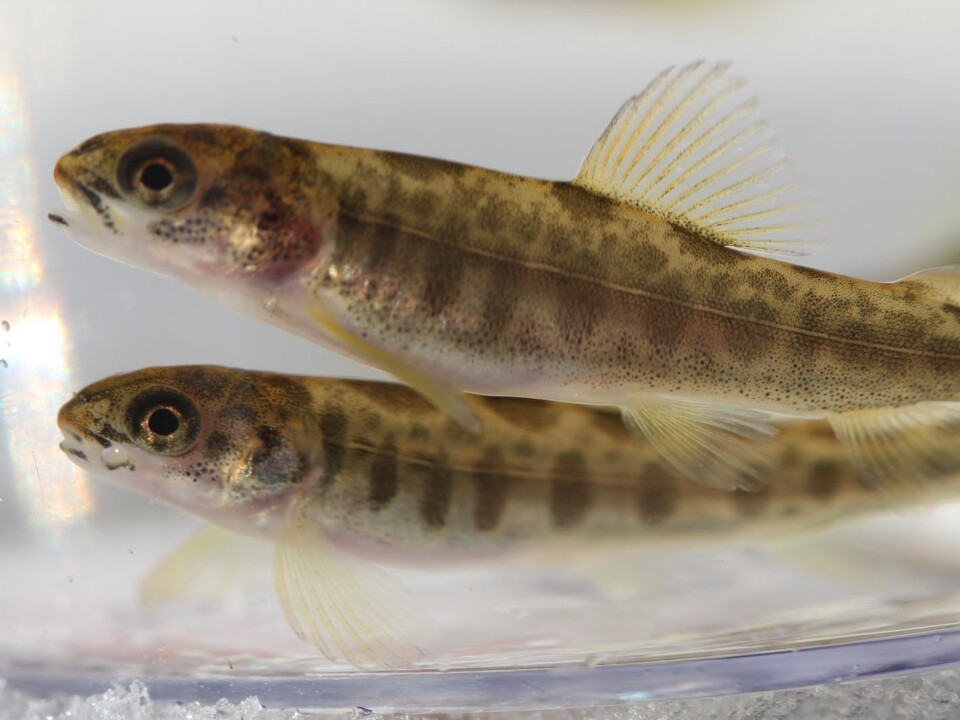 Triploid fish are more sensitive to warmer temperatures and low oxygen concentrations. Researchers and producers are now testing how well triploid salmon tolerate conditions at sea. (Photo: AquaGen)