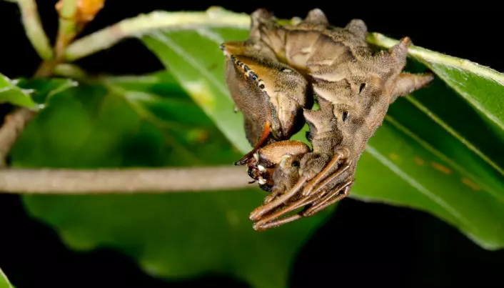 Why insects always hide in the dark