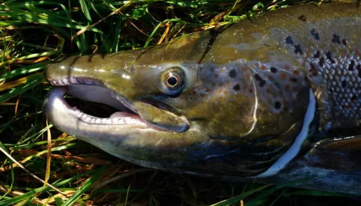 Escaped fish change wild salmon