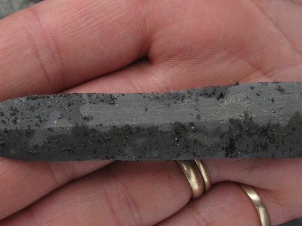 This arrowhead of slate had been attached to a shaft that was carbon dated as 5,200 years old. (Photo: Tord Bretten, the Norwegian Nature Inspectorate, Oppdal)