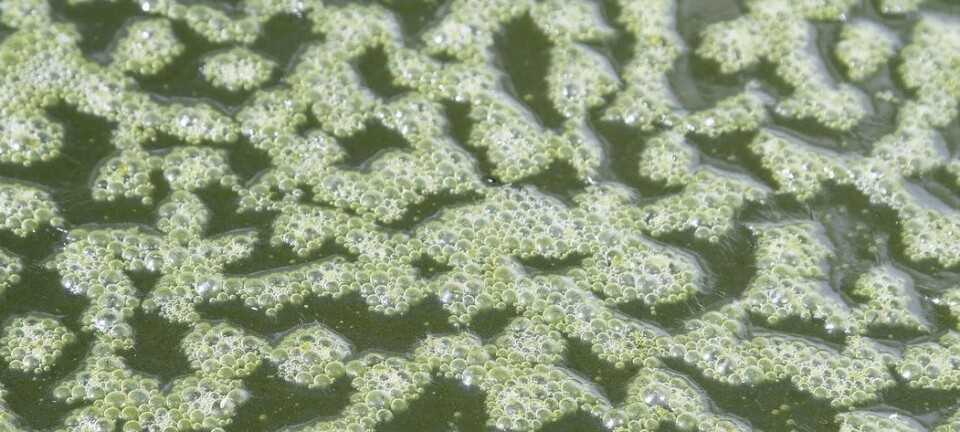 A microorganism's day at work