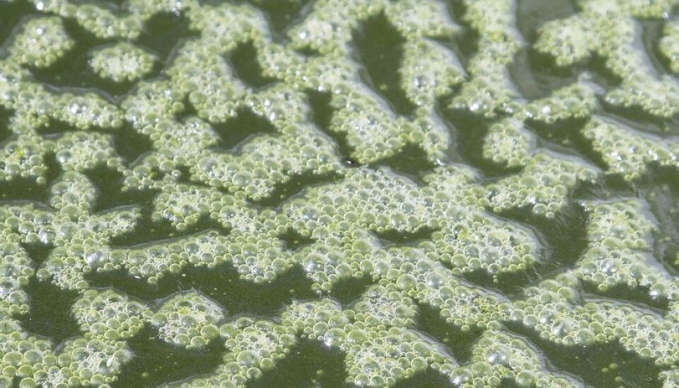 Microorganisms from around the globe, the unsung heroes helping scientists to shape a more environment-friendly society. (Photo: Terje Heiestad)